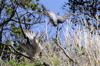 Peregrine Falcon 神奈川 Sat, 4/20/2019