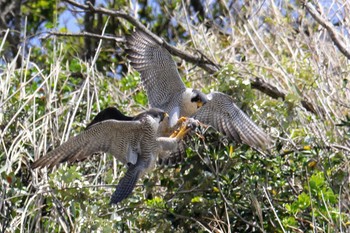 Peregrine Falcon 神奈川県 Sat, 4/20/2019