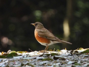 2019年4月20日(土) 神戸市西区の野鳥観察記録