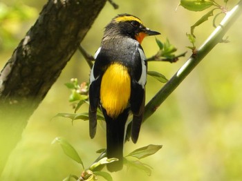 Narcissus Flycatcher 神戸市西区 Sat, 4/20/2019