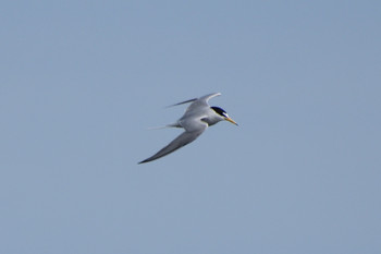 2019年4月20日(土) 多摩川二ヶ領宿河原堰の野鳥観察記録