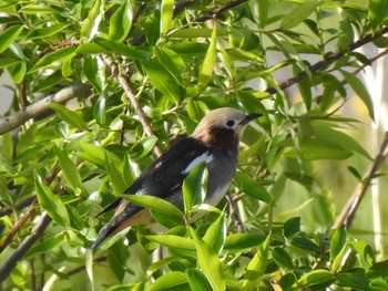 Chestnut-cheeked Starling 天白川 Sat, 1/13/2024