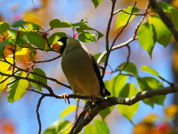 Japanese Grosbeak 京都市宝ヶ池公園 Sat, 4/20/2019