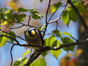 Japanese Grosbeak 京都市宝ヶ池公園 Sat, 4/20/2019