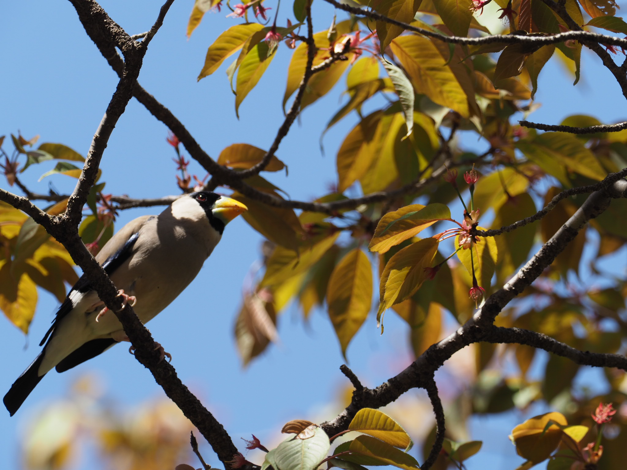 Photo of Japanese Grosbeak at 京都市宝ヶ池公園 by キンポウゲ科の人