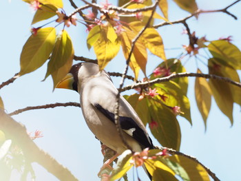 Japanese Grosbeak 京都市宝ヶ池公園 Sat, 4/20/2019