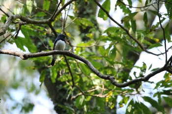 2019年4月20日(土) 竜門渓谷の野鳥観察記録