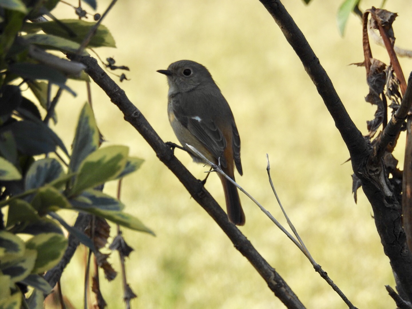 平瀬川 ジョウビタキの写真 by YAMATTE