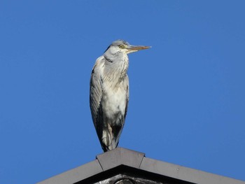 2019年4月20日(土) 薬師池公園の野鳥観察記録