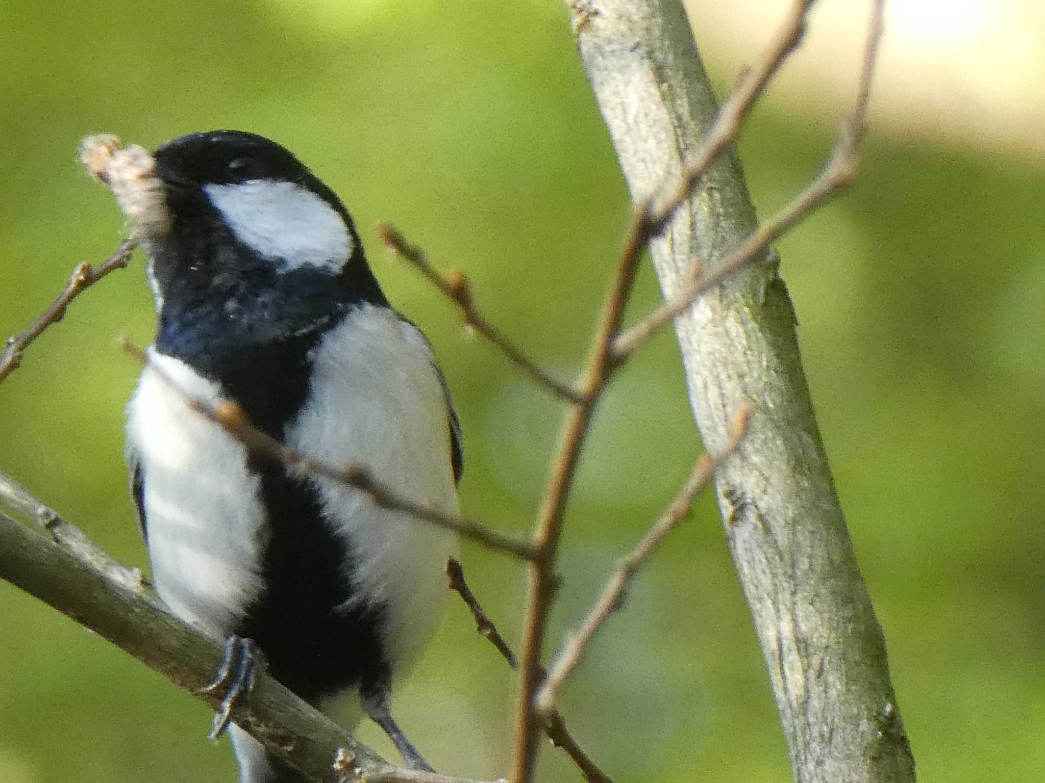 シジュウカラ