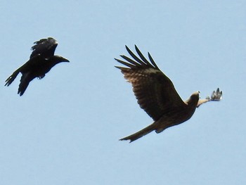 トビ 秋ヶ瀬公園付近 2019年4月20日(土)