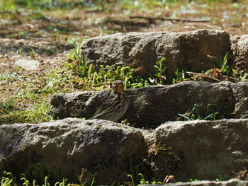 Olive-backed Pipit 京都市宝ヶ池公園 Sat, 4/20/2019