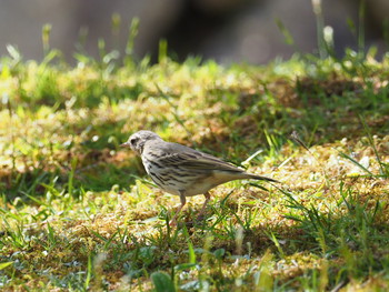 Olive-backed Pipit 京都市宝ヶ池公園 Sat, 4/20/2019