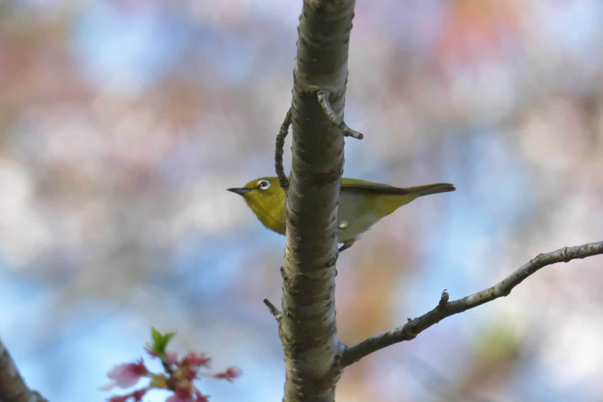 滋賀県甲賀市甲南町創造の森 メジロの写真 by masatsubo