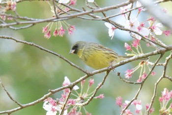 Sat, 4/20/2019 Birding report at 滋賀県甲賀市甲南町創造の森