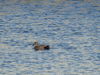 Sat, 4/20/2019 Birding report at 桂川