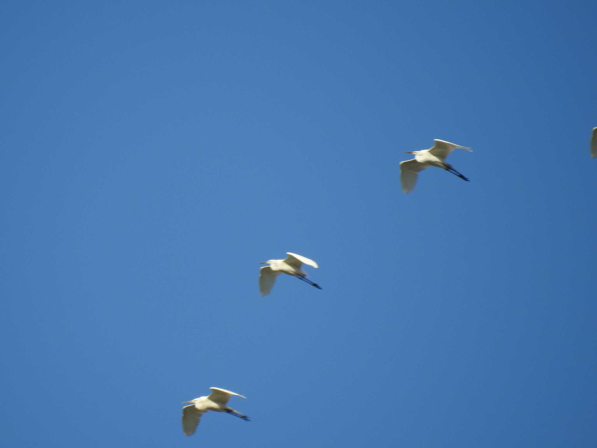 Photo of Great Egret at 桂川 by hideneil