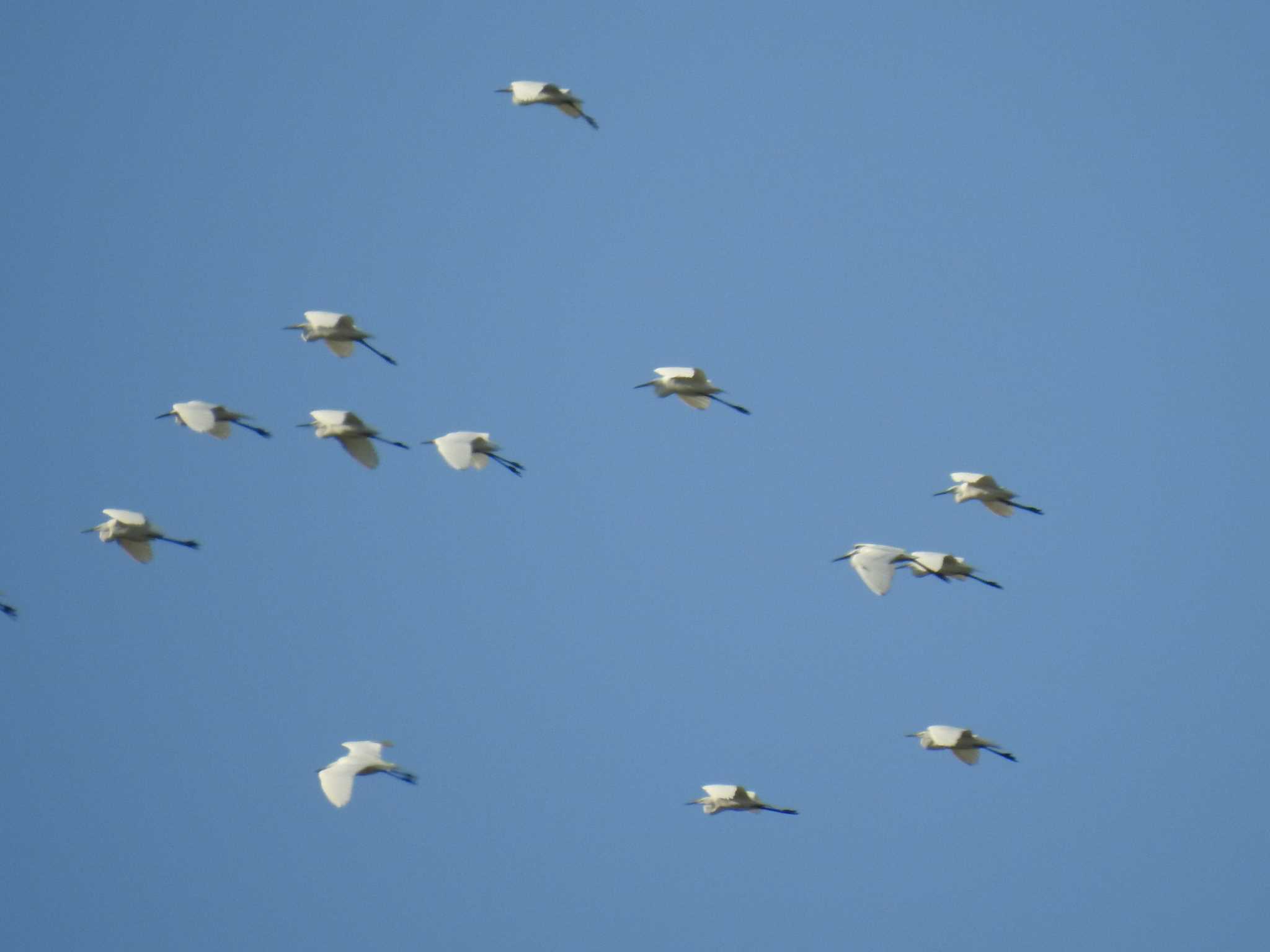 Photo of Great Egret at 桂川 by hideneil