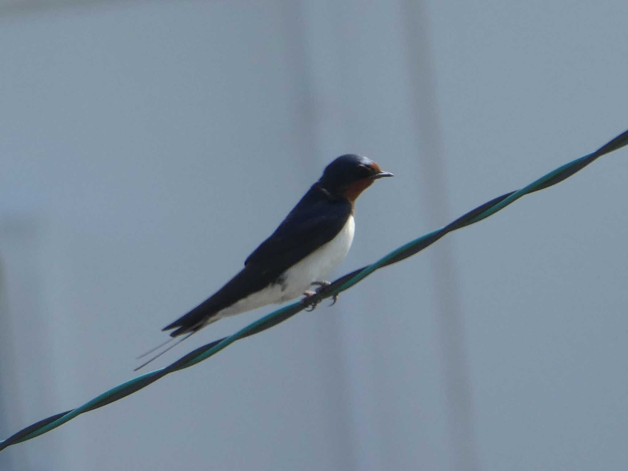 Barn Swallow