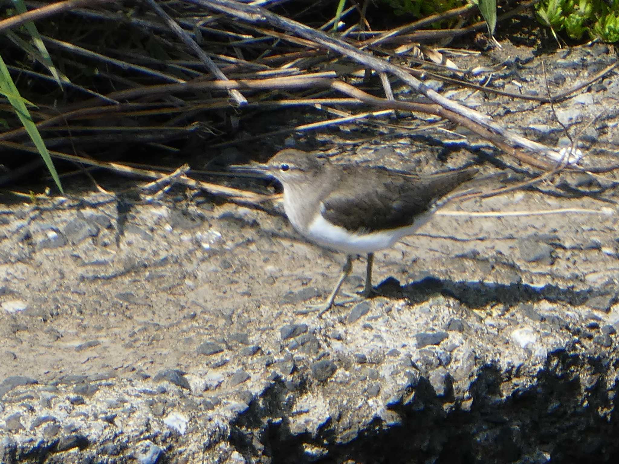 Common Sandpiper