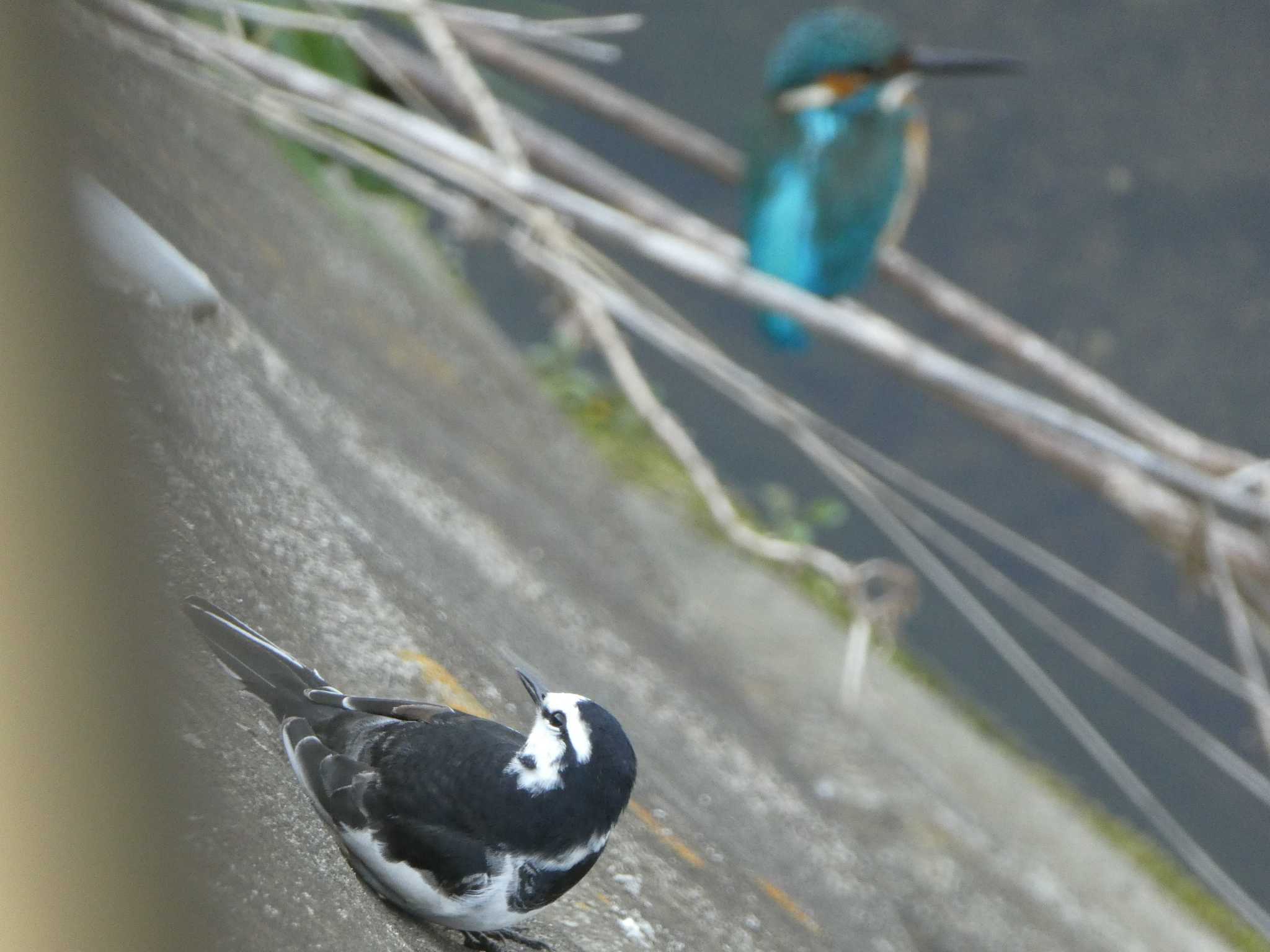 White Wagtail