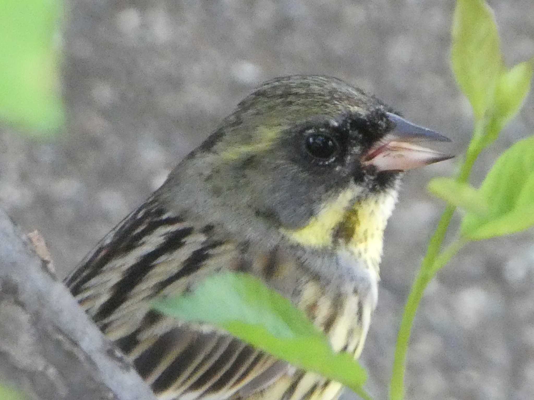 Masked Bunting