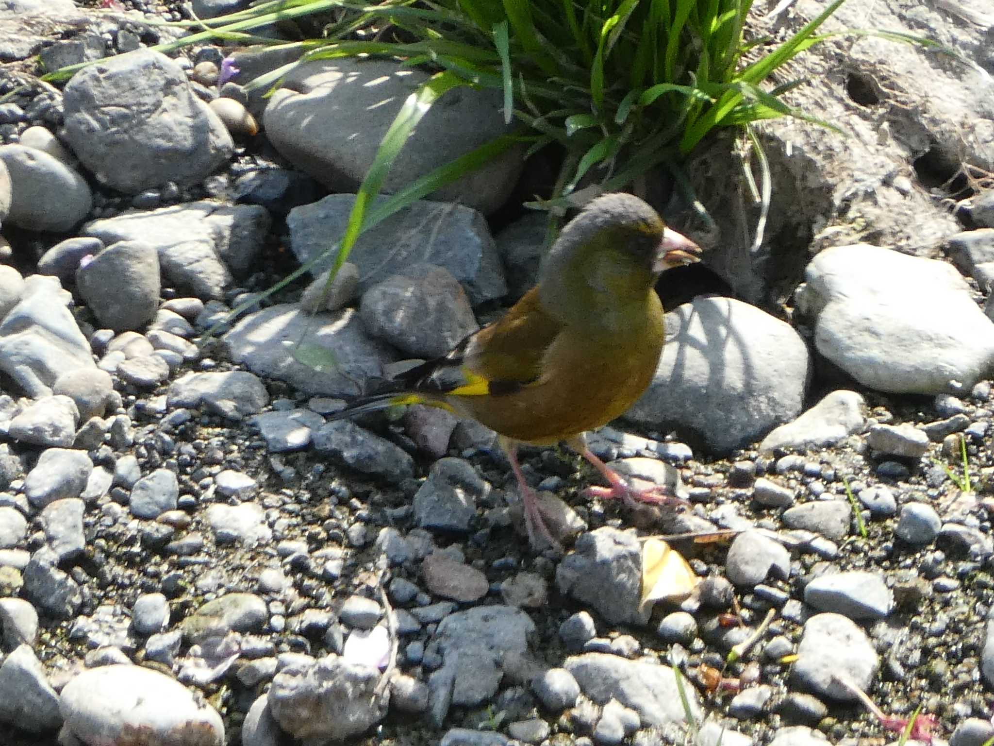 Grey-capped Greenfinch