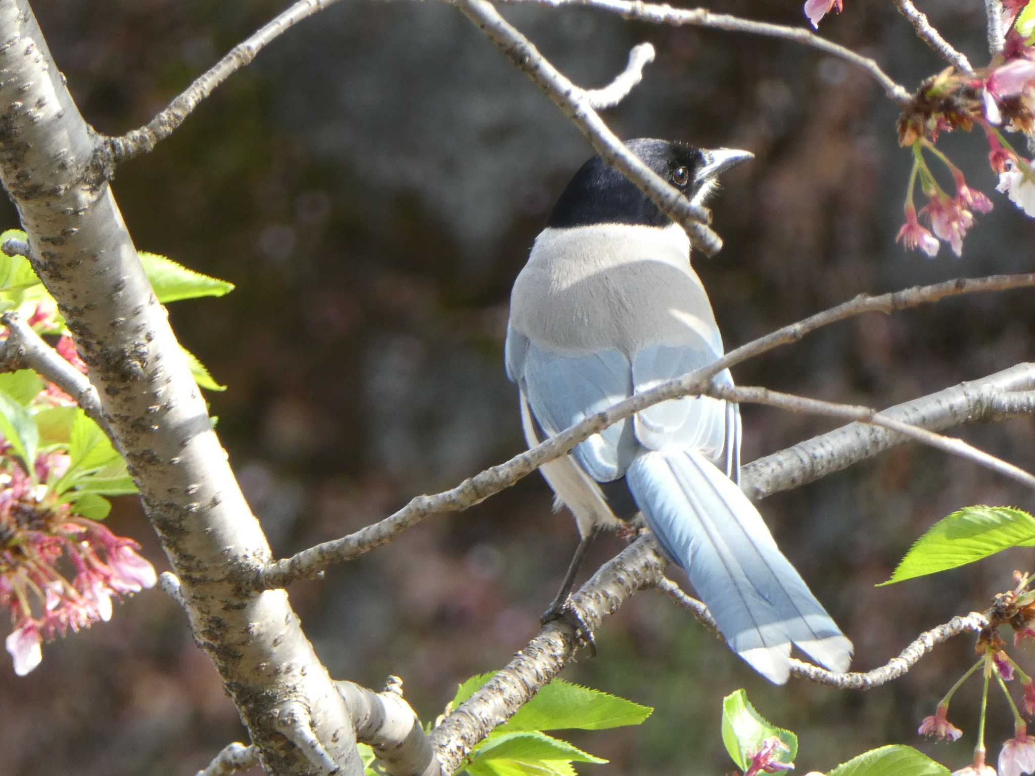 Azure-winged Magpie