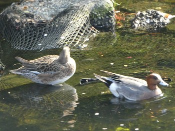 Sat, 4/20/2019 Birding report at 恩田川(高瀬橋付近)