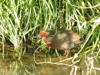 Ruddy-breasted Crake 天白川 Sat, 1/13/2024