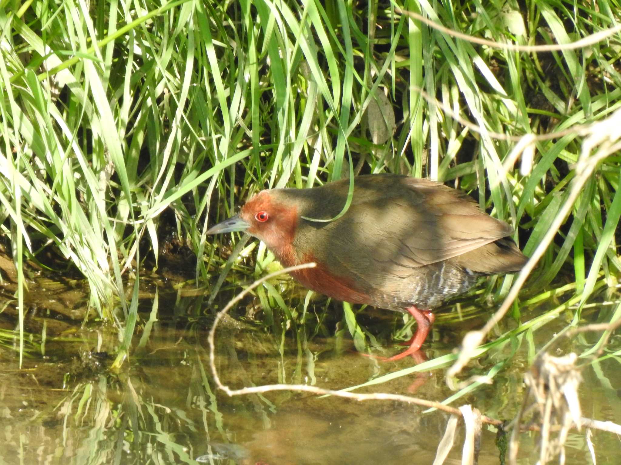 Ruddy-breasted Crake