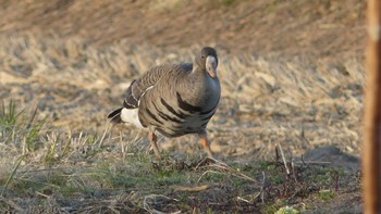 2019年4月20日(土) 宮島沼の野鳥観察記録