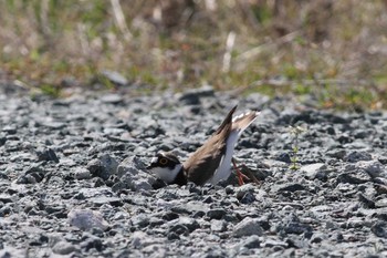 コチドリ 五主海岸 2019年4月20日(土)