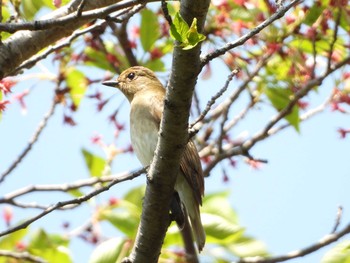 Blue-and-white Flycatcher 庄内緑地公園 Sat, 4/20/2019