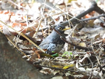 クロツグミ 庄内緑地公園 2019年4月20日(土)