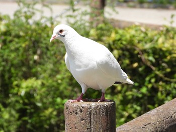 カワラバト 庄内緑地公園 2019年4月20日(土)