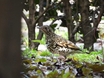 トラツグミ 庄内緑地公園 2019年4月20日(土)