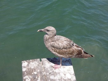 California Gull ロサンゼルス Wed, 5/4/2011