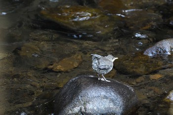 Brown Dipper Unknown Spots Thu, 4/18/2019