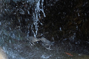 Brown Dipper Unknown Spots Thu, 4/18/2019