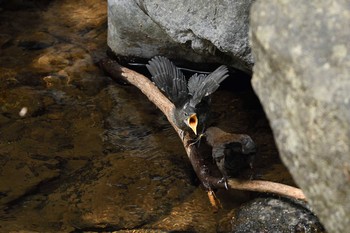 Brown Dipper Unknown Spots Thu, 4/18/2019