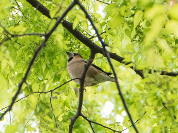 2019年4月14日(日) 六義園の野鳥観察記録