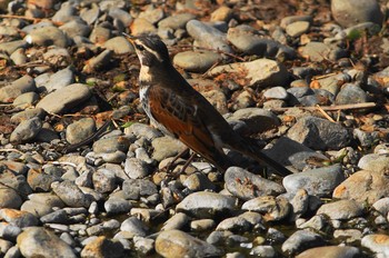 ツグミ 野川 2019年4月15日(月)