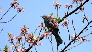 ヒヨドリ 東京都品川区 2019年4月21日(日)