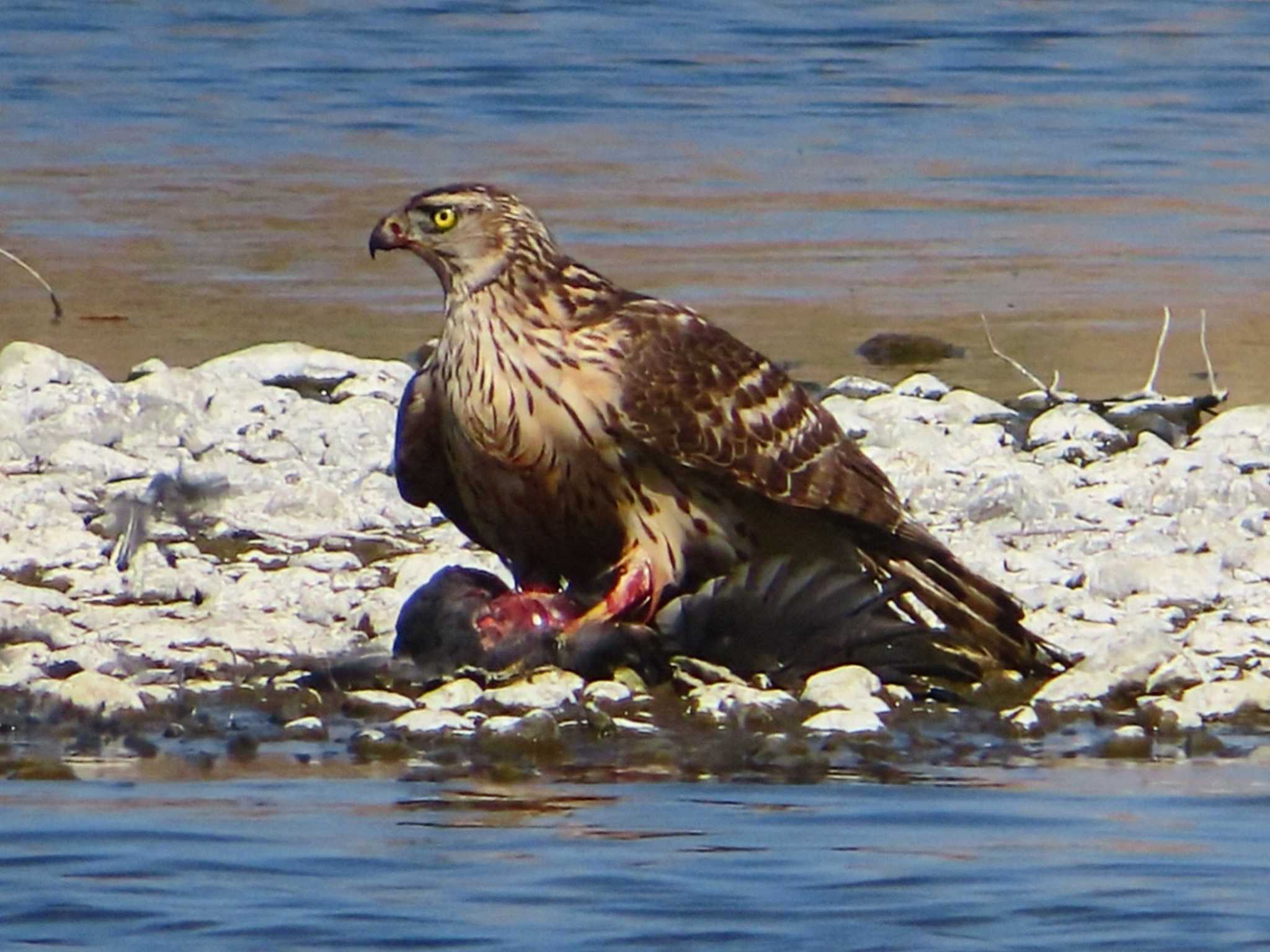 2025年2月28日(金) 相模川の野鳥観察記録 by ゆ | ZooPicker 2025年2月28日(金) 相模川の野鳥観察記録 by ゆ | ZooPicker