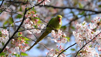 ワカケホンセイインコ 東京都品川区 2019年4月21日(日)