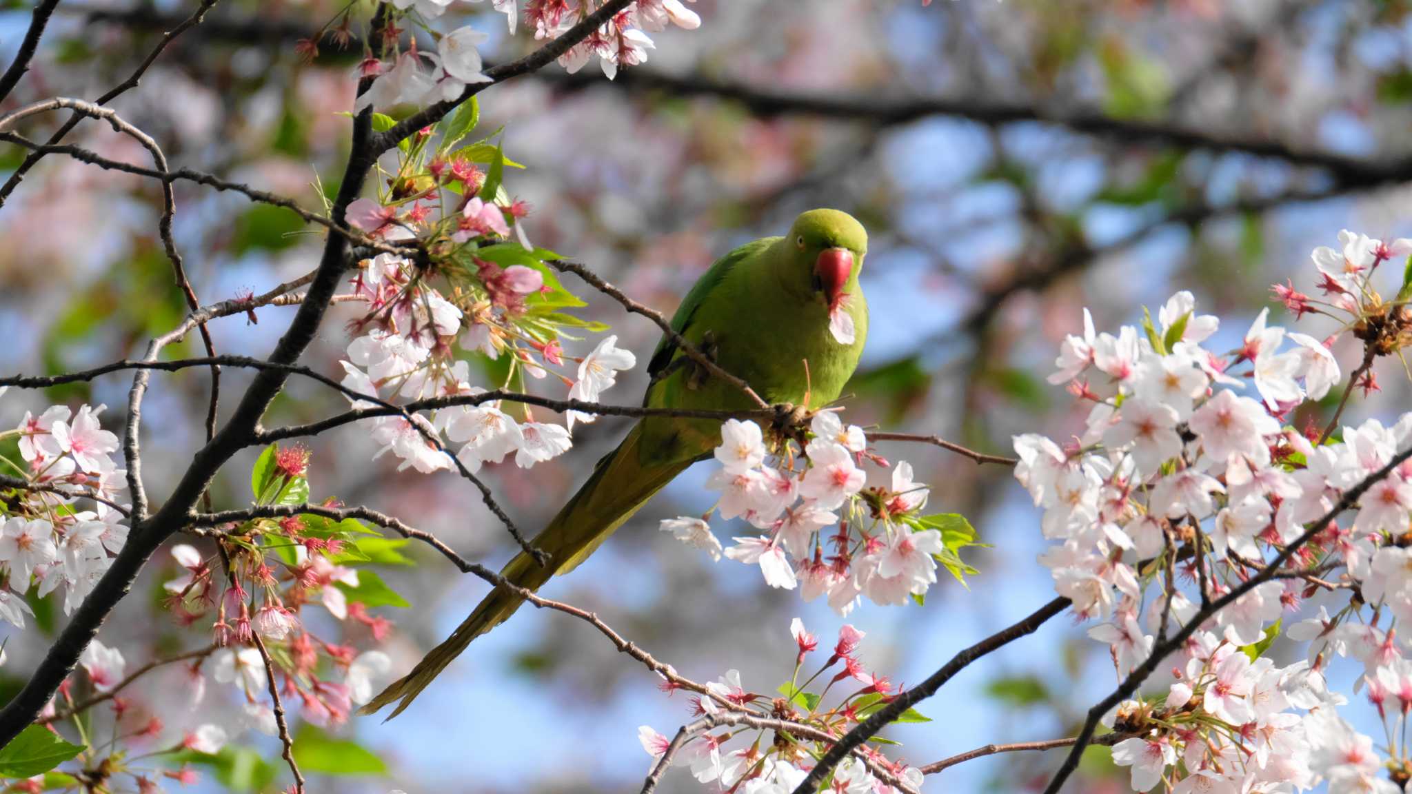 東京都品川区 ワカケホンセイインコの写真 by ko1smr