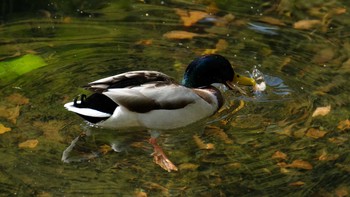 2019年4月21日(日) 東京都品川区の野鳥観察記録