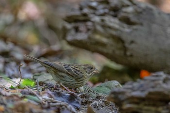 クロジ 福岡県北九州市 2019年4月15日(月)