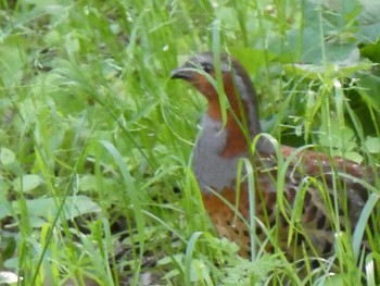 2019年4月21日(日) 四季の森公園(横浜市緑区)の野鳥観察記録